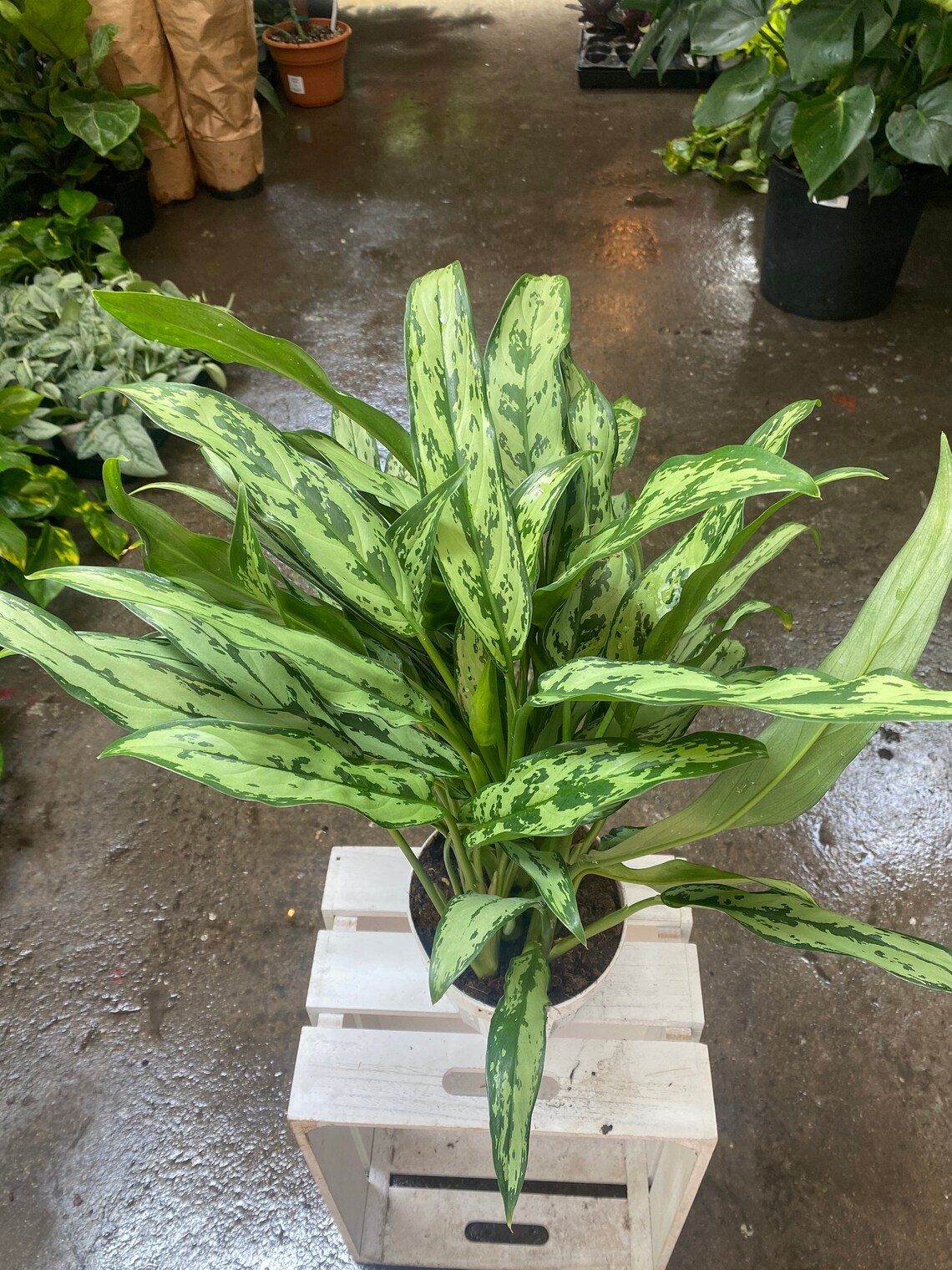 6 Aglaonema Cutlass Chinese Evergreen Air Purifying Plant Etsy