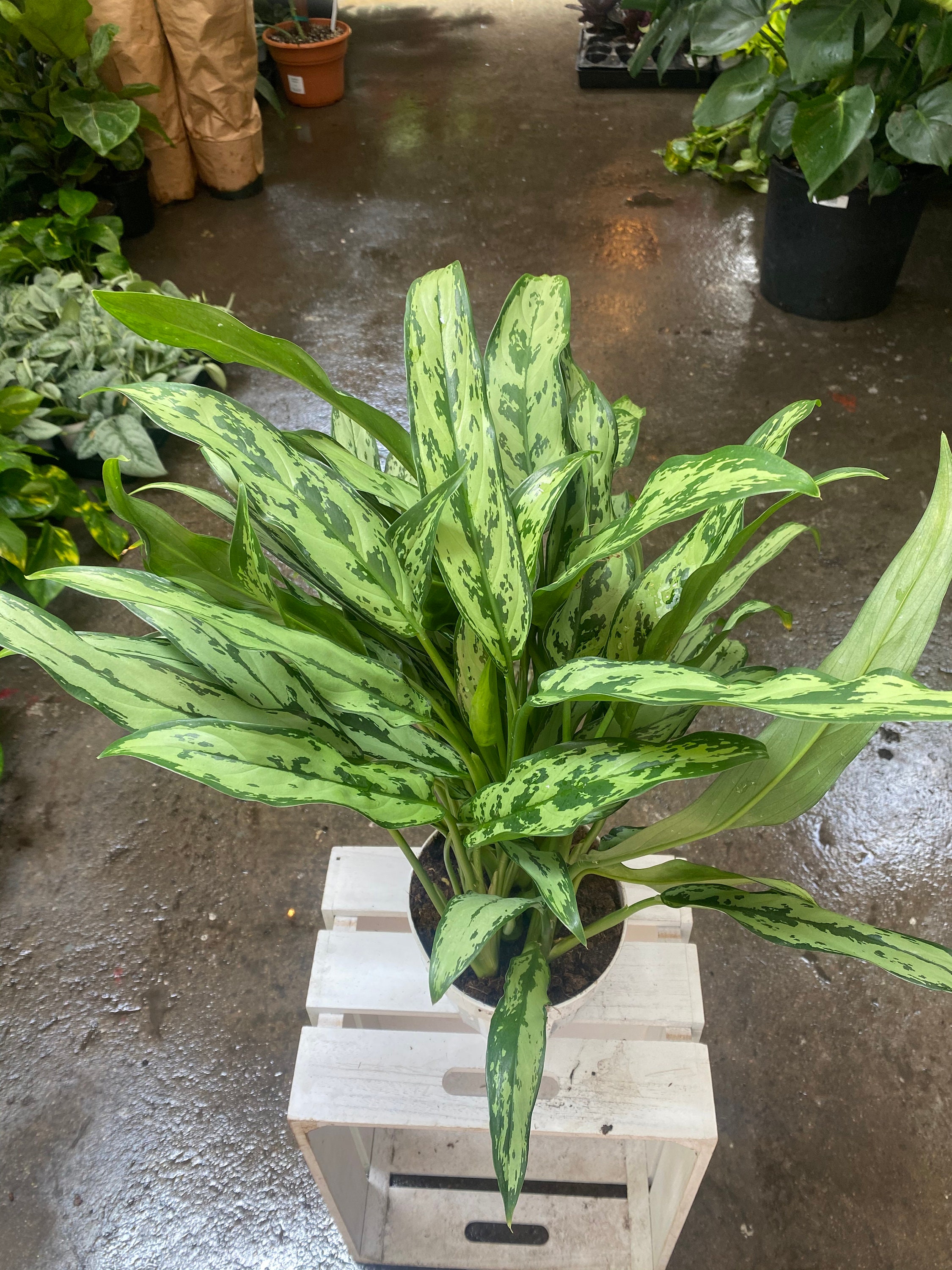 6 aglaonema cutlass Chinese evergreen air purifying plant Etsy