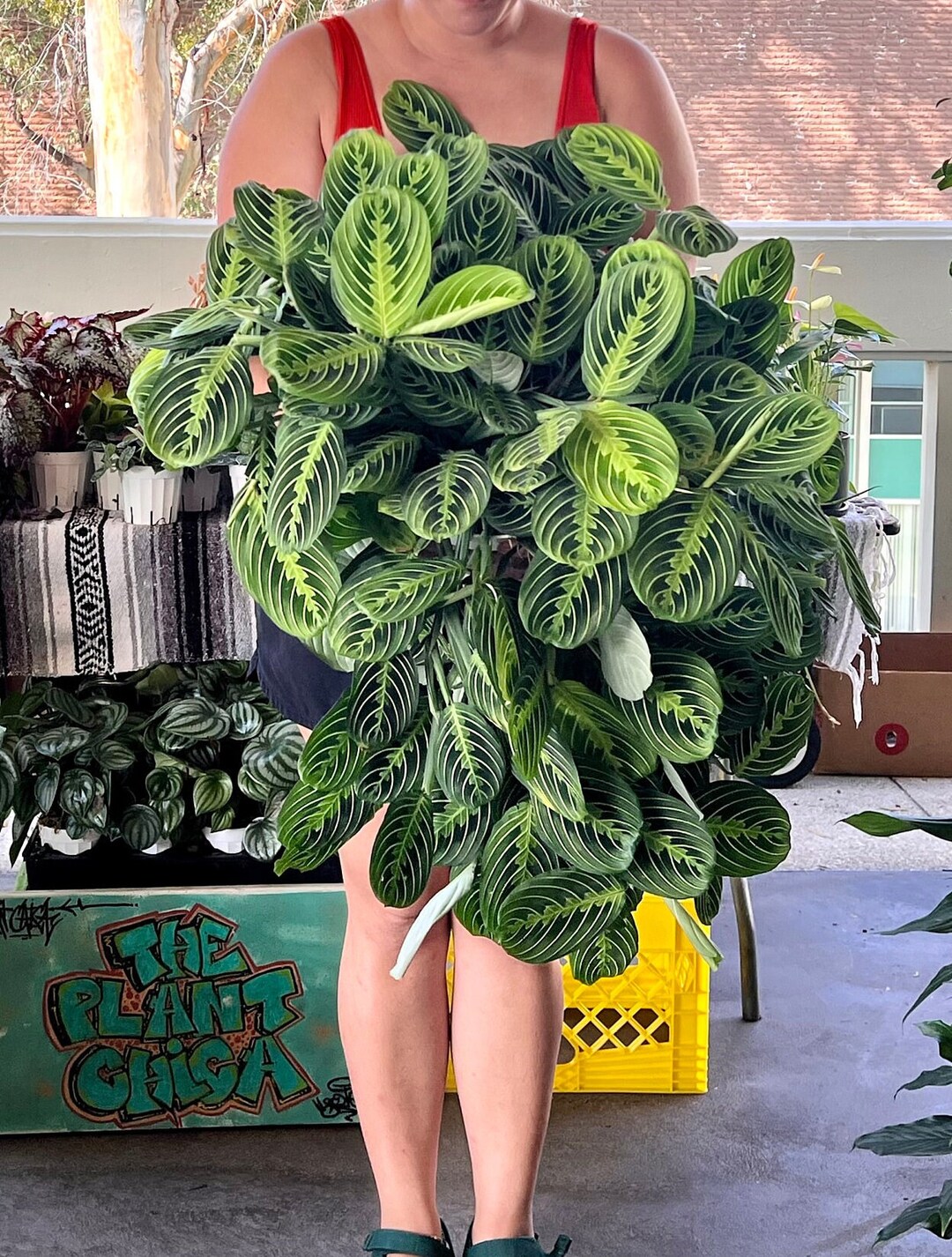 8 Lemon Lime Maranta Prayer Plant Pet Friendly Plant Etsy