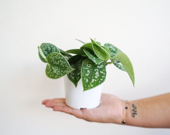 Satin pothos - scindapsus pictus- live house plant- air purifying house plants