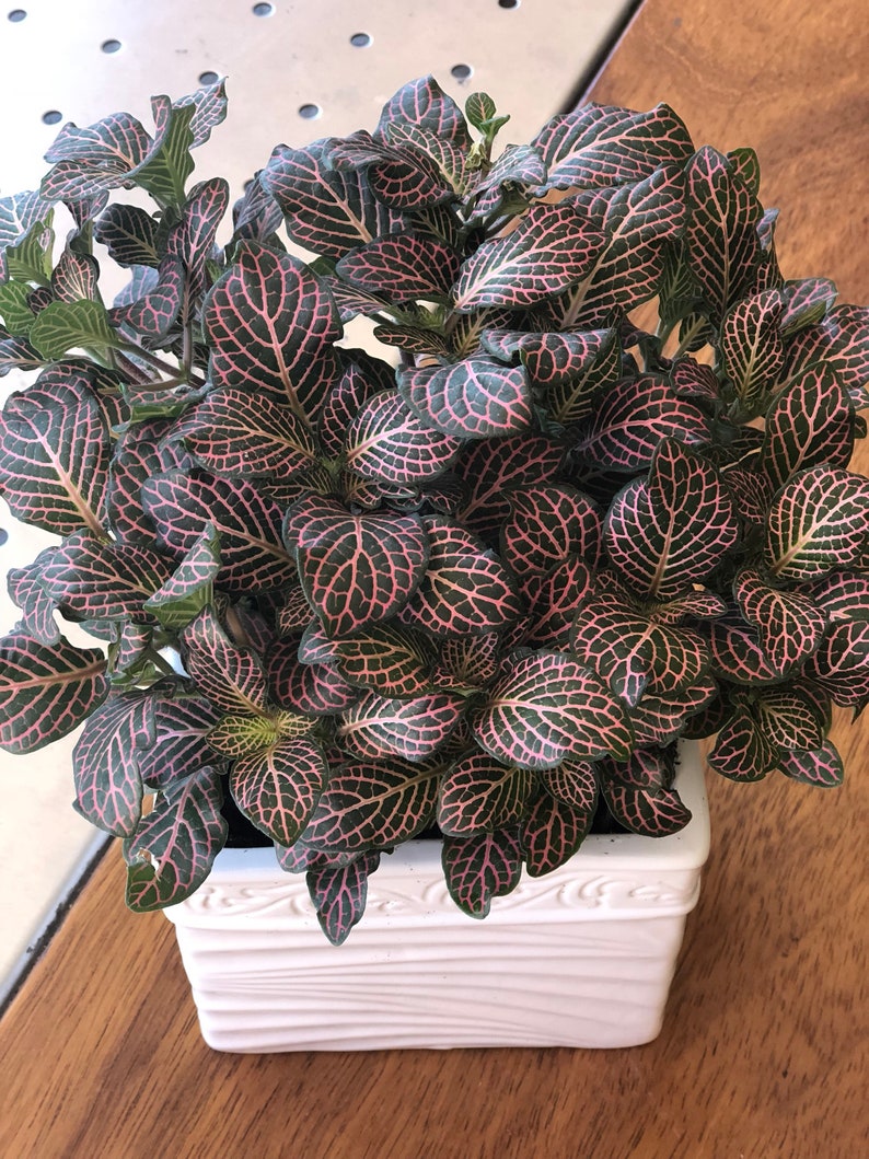 Pink Angel Nerve Plant Fittonia indoor house plants plant