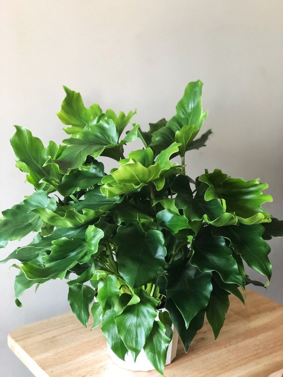 Philodendron Little Hope Philodendron Selloum Live House Etsy