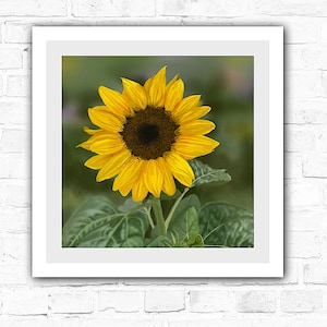 Framed Sunflower Print - Sunflower Wall Decor, Botanical Wall Art, Framed Floral Print, Botanical Art, Hyper-realistic Art, Modern decor