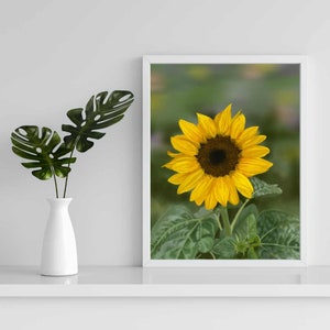 Digital Painting Sunflower Fine Art Print Bridal Gift Gift for HerSunflower Wall Art Botanical Art Sunflower Home Decor Botanical Print