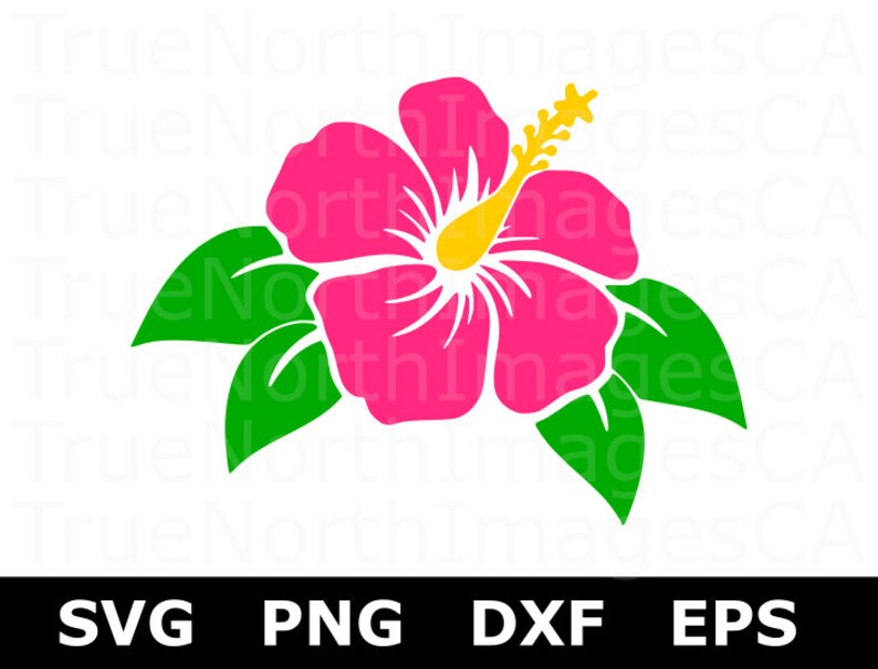 Download Hibiscus Clip art / Hibiscus SVG / Hibiscus Flower SVG ...