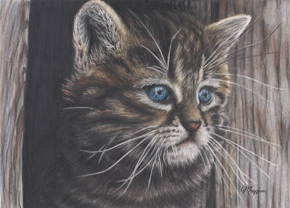 Blue Eyed Kitten Oryginalne Kolorowe Ołówkiem Rysunek Kot Rysunek Farbują Sztuki Ołówkiem Sztuki Kota Kot Ilustracji Kotek Kot Kochanka Kot