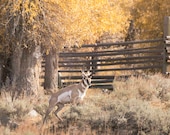Pronghorn in Golden Fall, Lamar Valley Signed Numbered Giclee Photo Print