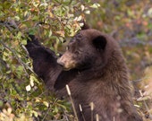 Bear Branches and Berries Signed Numbered Giclee Photo Print