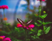 Butterfly Garden 2 Signed Numbered Giclee Photo Print