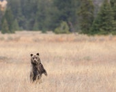 Cub Prince of Queen 399 Signed Numbered Giclee Photo Print