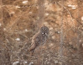 Great Gray Owl of Sax Zim Bog Signed Numbered Giclee Photo Print