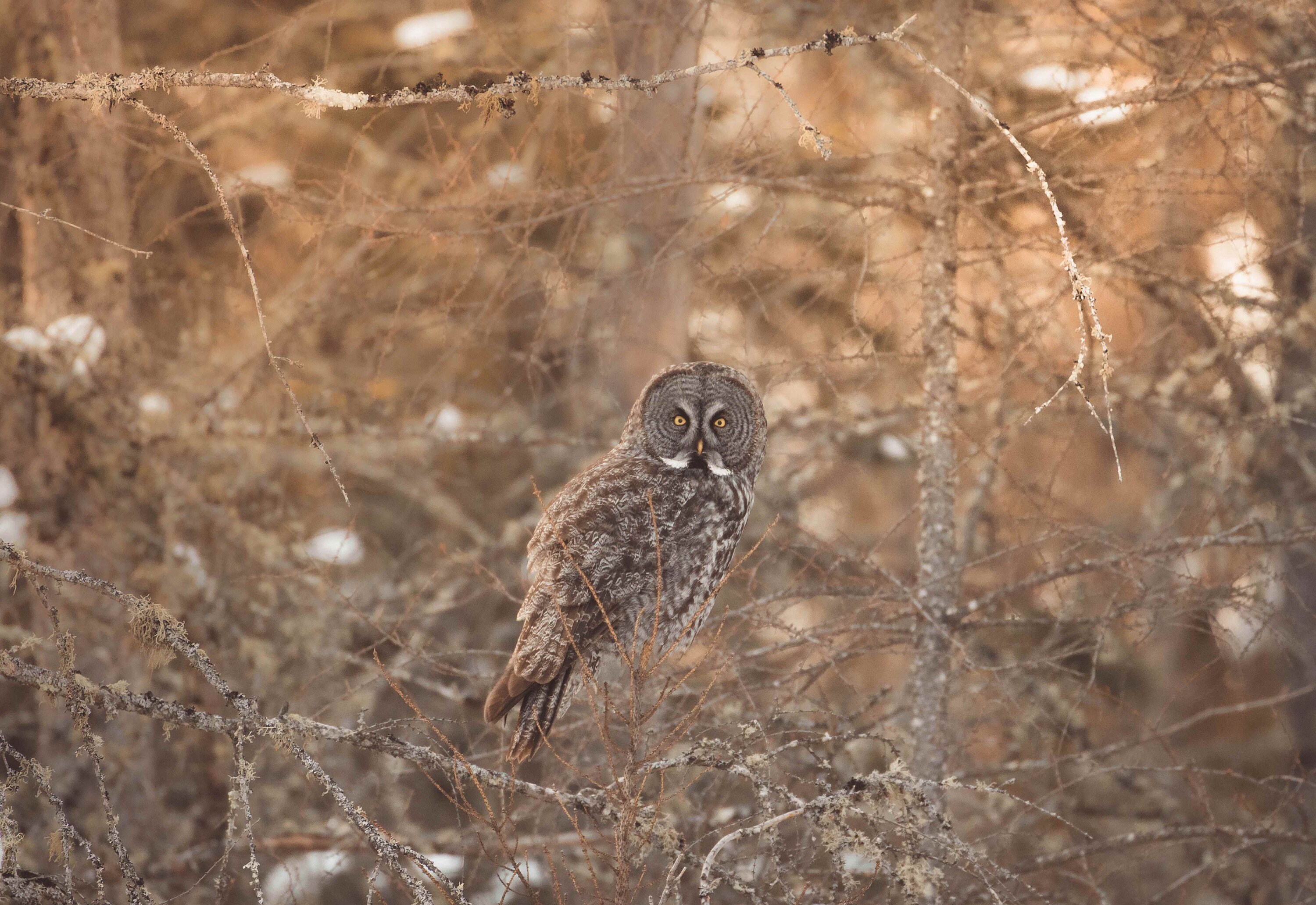 Great Gray Owl of Sax Zim Bog Signed Numbered Giclee Photo Print