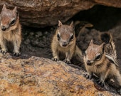 Alvin, Theo, and Simon Signed Numbered Giclee Photo Print