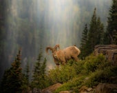 Bighorn Sheep Going To The Sun Signed Numbered Giclee Photo Print