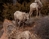 Three Sheeps to the Wind Signed Numbered Giclee Photo Print