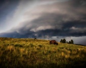 Bison In The Storm Signed Numbered Giclee Photo Print