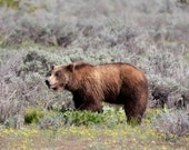 Queen Bear 399 Surveys her Queendom Signed Numbered Giclee Photo Print