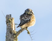 Northern Hawk Owl Signed Numbered Giclee Photo Print