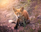 Sunset Fox Signed Numbered Giclee Photo Print