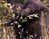 Berry Bear Buffet Signed Numbered Giclee Photo Print