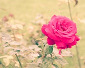 Rodin Garden Rose, Paris Signed Numbered Giclee Photo Print
