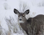 Snow Deer Signed Numbered Giclee Photo Print