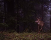 King of Olympia, Olympic National Park Signed Numbered Giclee Photo Print
