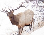 Yellowstone Elk Signed Numbered Giclee Photo Print