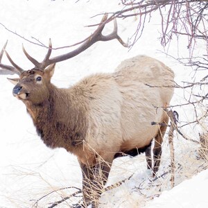 Yellowstone Elk Signed Numbered Giclee Photo Print