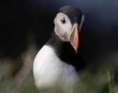 Icelandic Puffin Profile Signed Numbered Giclee Photo Print