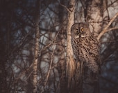 Wise Eyes, Sax Zim Bog Signed Numbered Giclee Photo Print