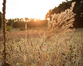 Late Summer Sun Signed Numbered Giclee Photo Print