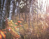 Fall Flare On The North Shore, Two Harbors Signed Numbered Giclee Photo Print