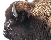 Snowy Nose Bison Signed Numbered Giclee Photo Print