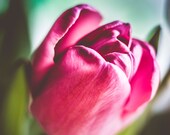 Macro Tulip Signed Numbered Giclee Photo Print