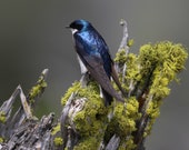 Tree Swallow of Yellowstone Signed Numbered Giclee Photo Print