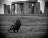 The Crow Knows Giclee Photo Print