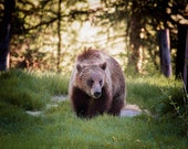 Beary Good Day Signed Numbered Giclee Photo Print