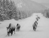 Yellowstone Winter Traffic 1 Signed Numbered Giclee Photo Print