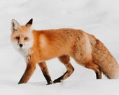 Fox Trot Signed Numbered Giclee Photo Print