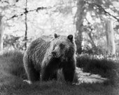 Bruin in Black and White Signed Numbered Giclee Photo Print