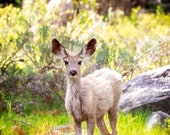 Hello Deer Signed Numbered Giclee Photo Print