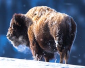 Bison Breath, Lamar Valley Signed Numbered Giclee Photo Print