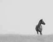 Lone and Wild Signed Numbered Giclee Photo Print