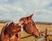 Making Friends Signed Numbered Giclee Photo Print