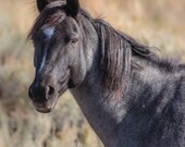 Wild and Free Signed Numbered Giclee Photo Print