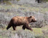 Queen Grizzly Bear 399 Signed Numbered Giclee Photo Print