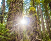 Sun Flare Hoh Rainforest Signed Numbered Giclee Photo Print