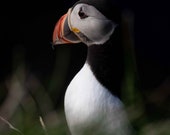 Icelandic Puffin Pondering Signed Numbered Giclee Photo Print