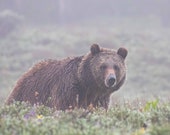 Misty Morning Grizzly Signed Numbered Giclee Photo Print